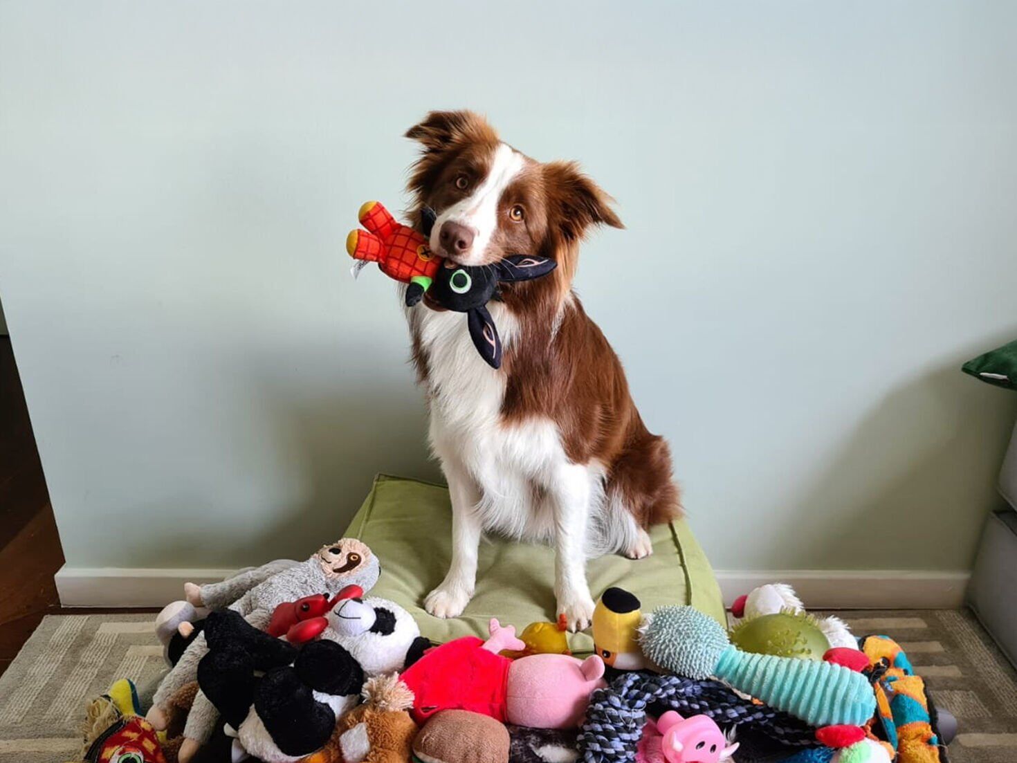 Scientists say dogs think like babies when learning about toys